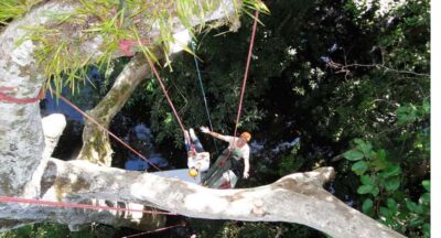 Amazon Jungle 3-Hour Tree Climbing Activity
