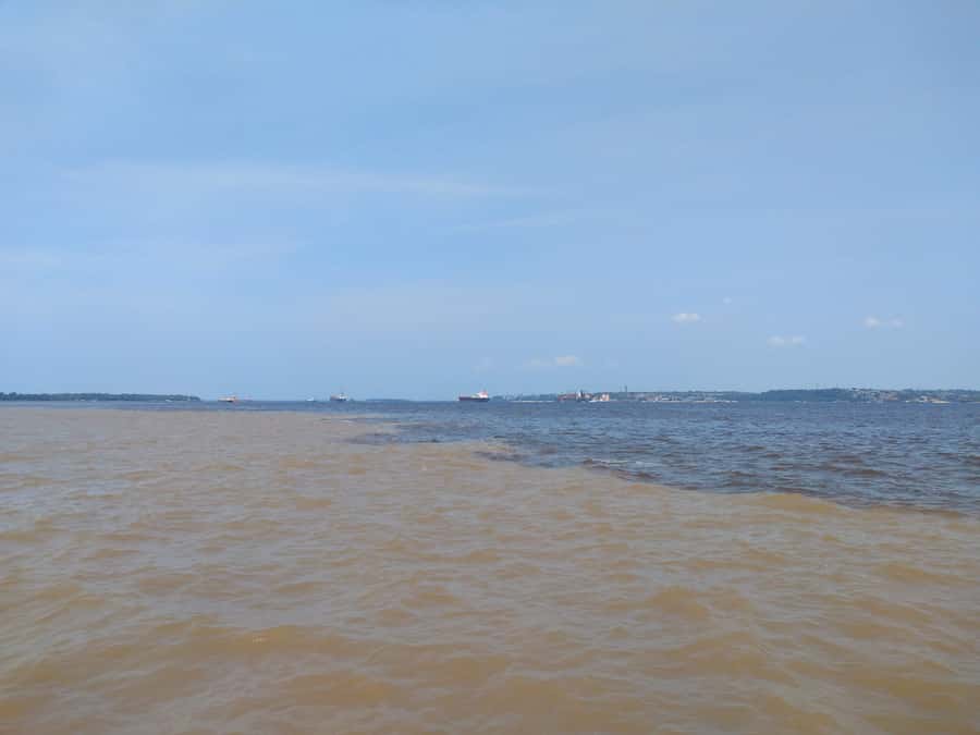 Amazon Safari® Manaus: Day trip on the Amazon River - Pirarucu, the giant fish of the Amazon
