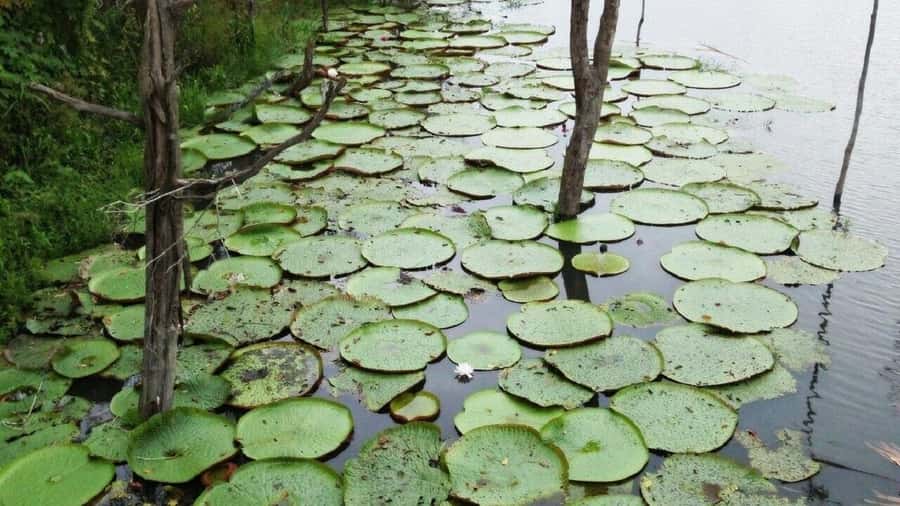 Amazon Safari® Manaus: Day trip on the Amazon River - Janauari Ecological Park and the floating craft market