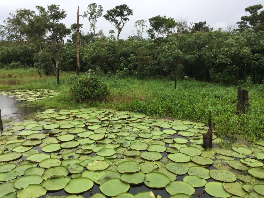Amazonas: Boat Ride with a Local Amazonian - The Meeting of the Waters
