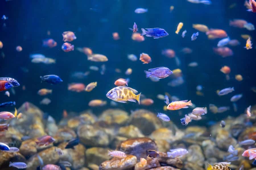 AquaRio and Olympic Boulevard Small Group Tour - From a giant aquarium to Rio’s painted port