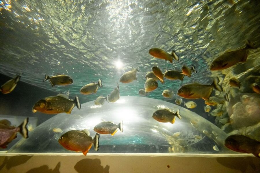 AquaRio and Olympic Boulevard Small Group Tour - What the $65 price really covers