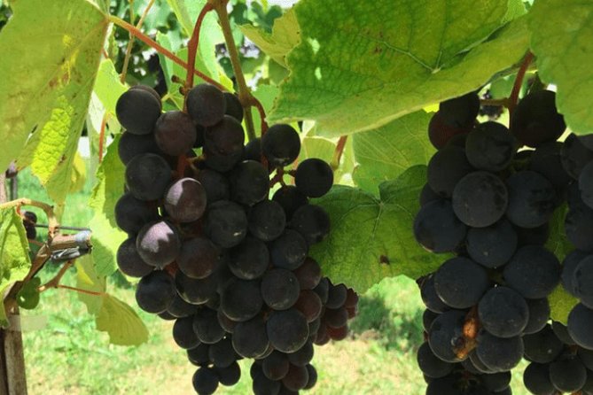Art Of Wine – Travel Through The So-Called Wine Route Visiting Various Wineries - Key points to know before you book
