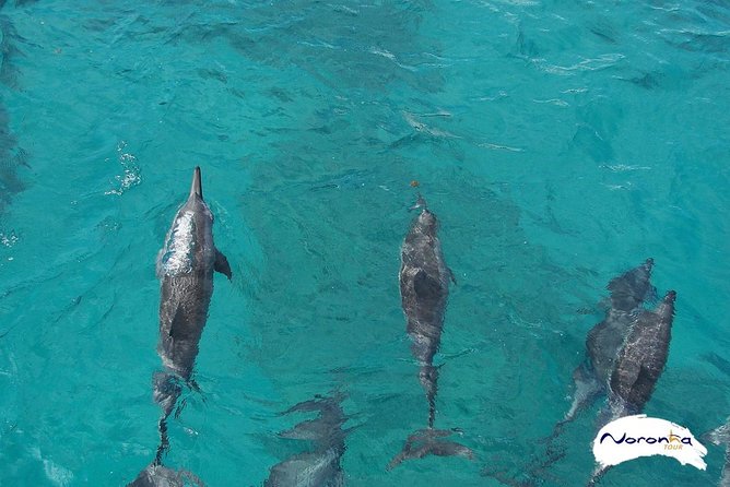 Baia do Sancho Boat Tour - What the Baia do Sancho boat tour actually covers