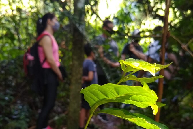 Bathing in the Forest Trail in Foz do Iguaçu - São João Circuit: adding history to the quiet