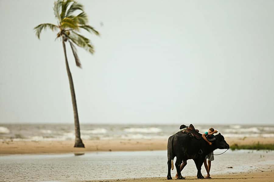 Belém: 2, 3 or 4-Day Marajó Island Excursion with Lodging - Crossing from Belém to Soure by regional boat