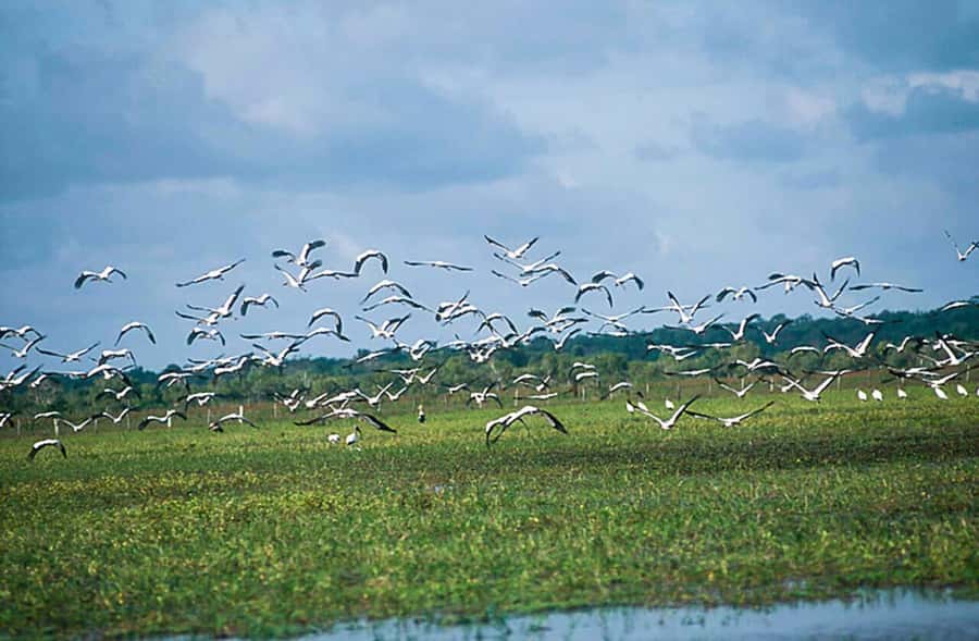 Belém: 2, 3 or 4-Day Marajó Island Excursion with Lodging - The guide matters more than the brochure