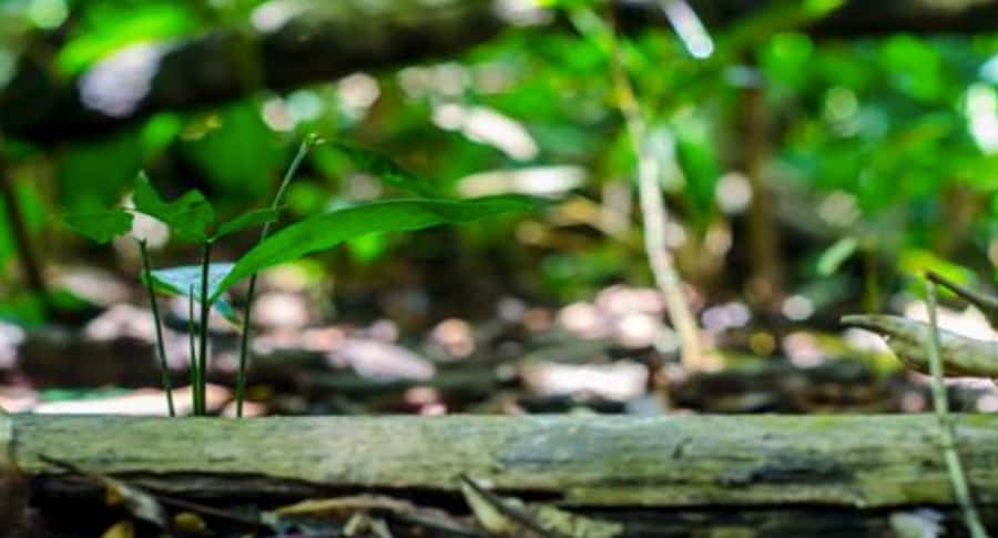 Belém: Half-Day Furos Boat Tour & Riverside Community Visit - A short forest walk with plenty to notice