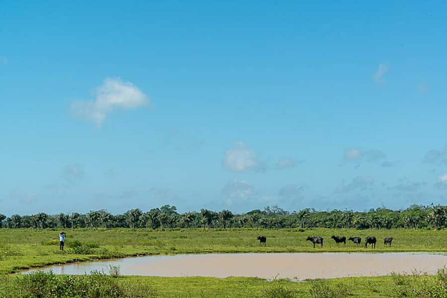 Belém: Marajó Island Day Trip with Buffalo Farm Visit - Should you book the Marajó Island day trip?