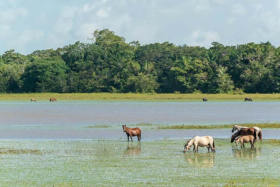 Belém: Marajó Island Day Trip with Buffalo Farm Visit - The Salvaterra route: açaí, buffalo raising, and Grande Beach