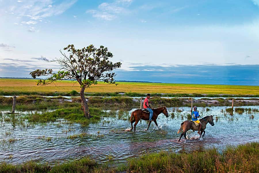 Belém: Marajó Island Day Trip with Buffalo Farm Visit - How much time do you really get on the island?