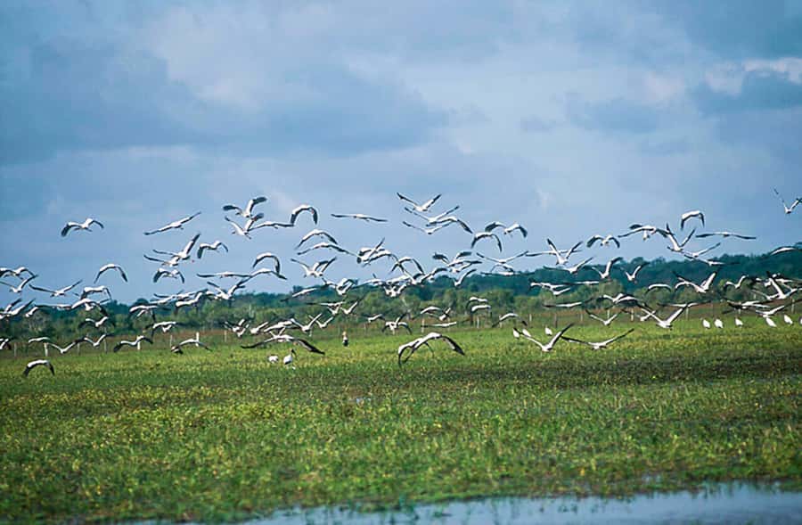 Belém: Marajó Island Day Trip with Buffalo Farm Visit - What to bring, and what not to expect