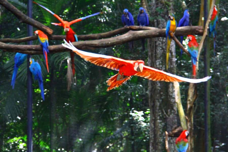 Brazilian Falls, Bird Park and Itaipu Dam - The Brazilian falls trail and Devil’s Throat