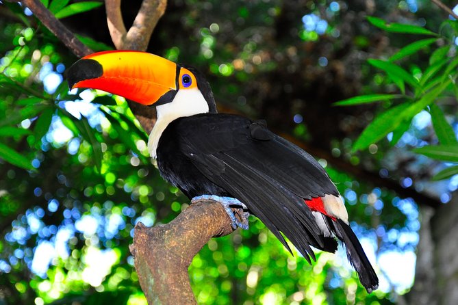 Brazilian Falls, Bird Park and Itaipu Dam from Foz do Iguaçu - Timing, comfort, and what to bring