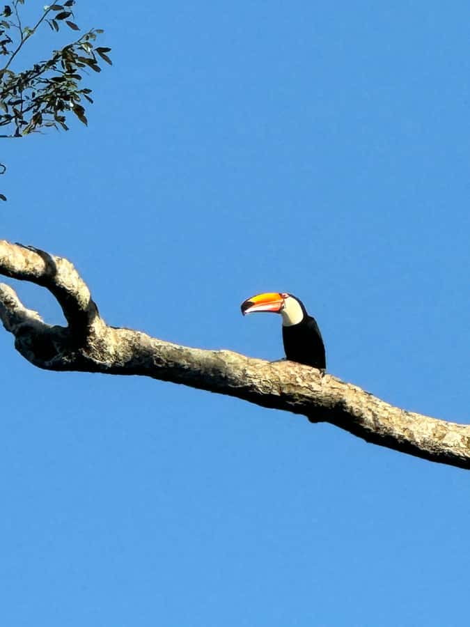 Brazilian Iguassu Falls,Bird park Boat Safari all tickets - Parque das Aves and more than 1,300 birds
