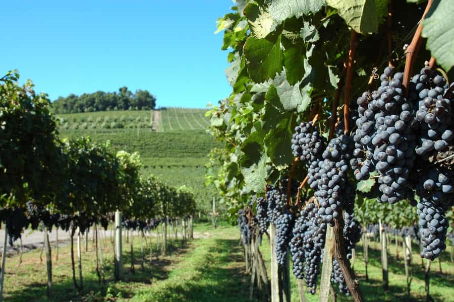 Canela/Gramado: South Wineries, Wine Train, & Italian Park - Why this Serra Gaúcha day is worth considering