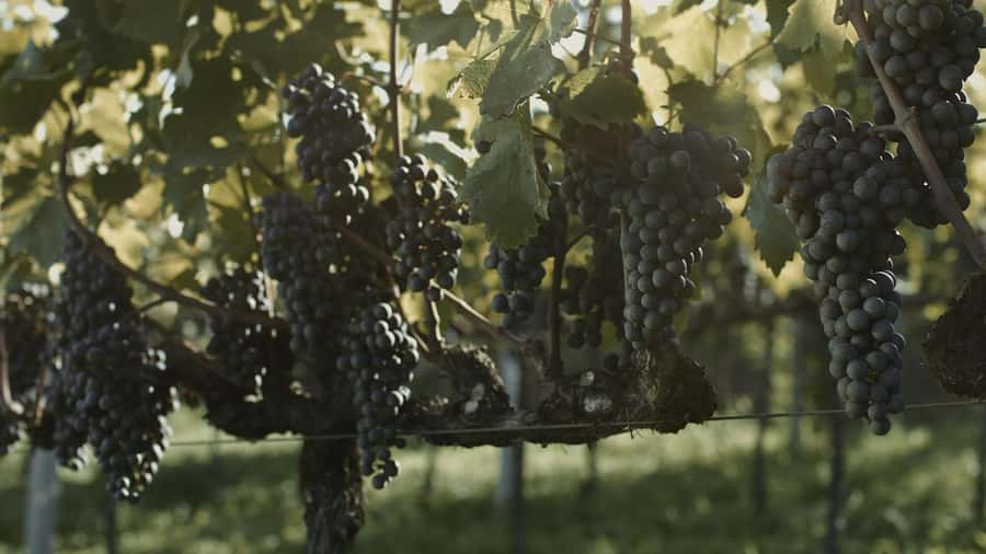 Canela/Gramado: South Wineries, Wine Train, & Italian Park - Riding the Maria Fumaça through wine country