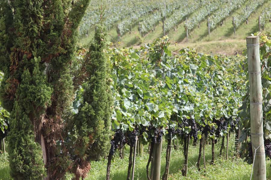 Canela/Gramado: South Wineries, Wine Train, & Italian Park - Gdom Knitting and the limits of a packed itinerary