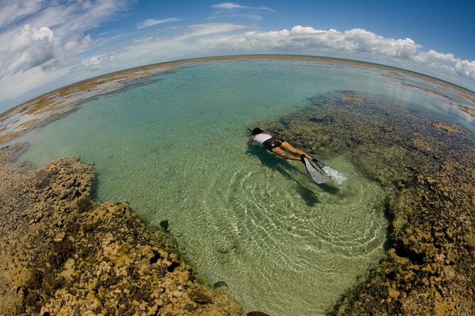 Discover Underwater Beauty: Explore Maracajaú's Parrachos Reef - Why Maracajaú makes a strong day trip from Natal
