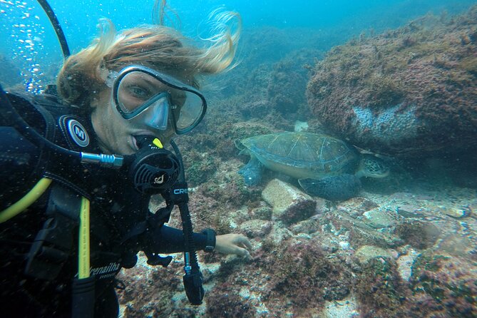Diving with Turtles in Floripa - What You Might See Below the Surface