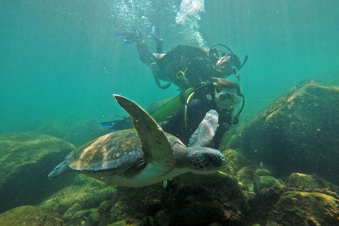 Diving with Turtles in Floripa - What the $97.82 Price Covers