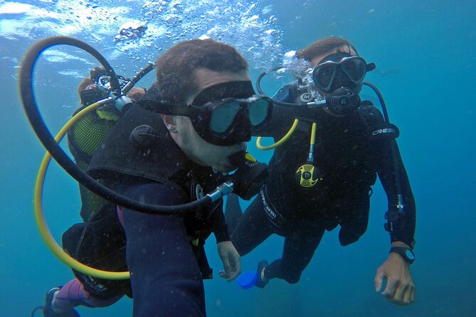 Diving with Turtles in Floripa - Practical Details Before You Book