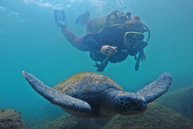 Diving with Turtles in Floripa - Getting Comfortable in the Water