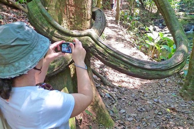 Ecological walk in sao paulo - The guide makes the forest make sense