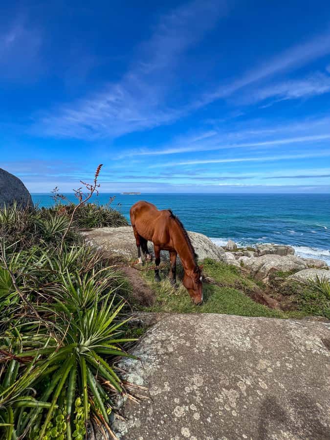 Florianopolis: Gravata Beach Trail with Picnic - Swimming beside volcanic rocks