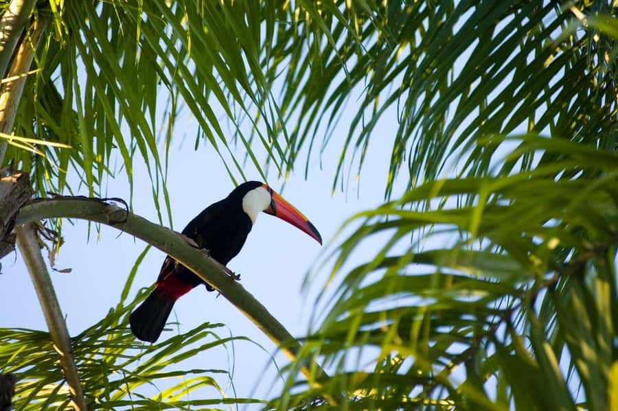 Florianopolis: Lagoinha do Leste Natural Park Hike - What the $80 price gives you