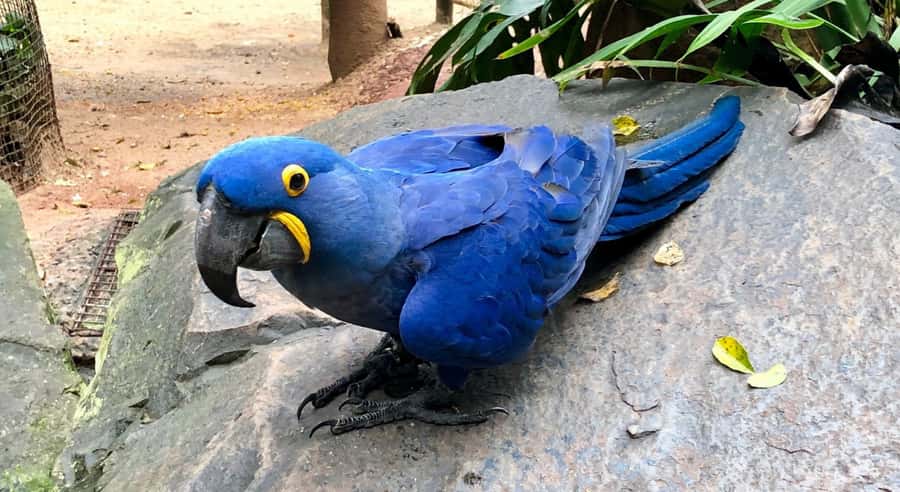 Foz do Iguaçu: Bird Park Tour with Tickets - Key points to know before you go