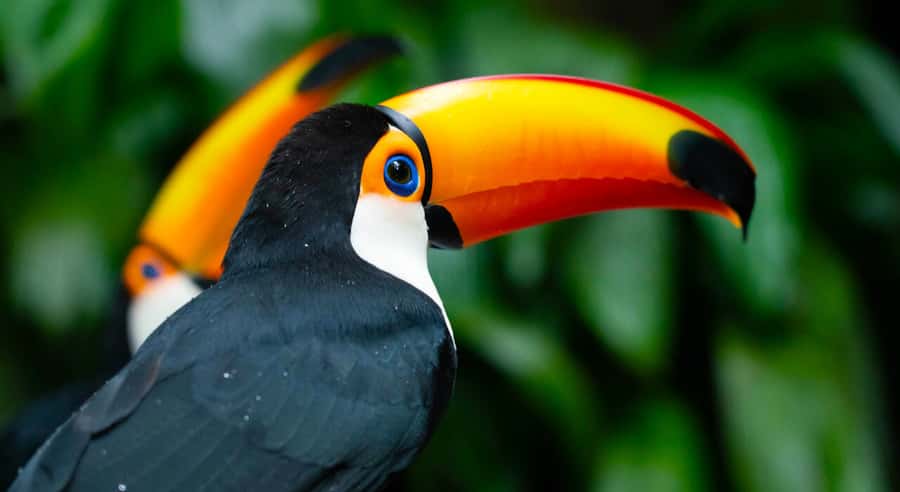 Foz do Iguaçu: Bird Park Tour with Tickets - Why Parque das Aves is worth your morning