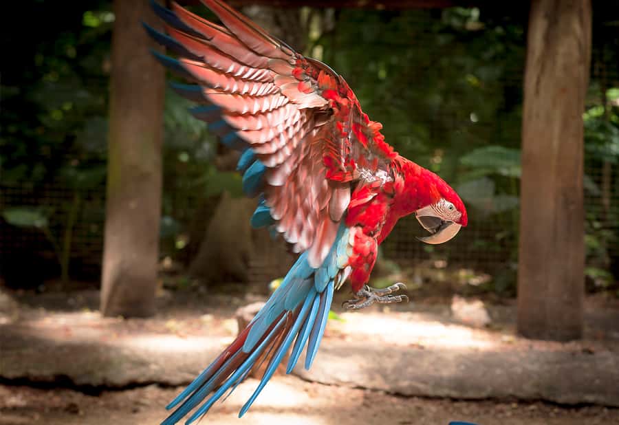 Foz do Iguaçu: Bird Park Tour with Tickets - The birds that make the visit memorable