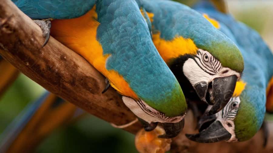 Foz do Iguaçu: Bird Park Tour with Tickets - The hotel pickup from central Foz do Iguaçu