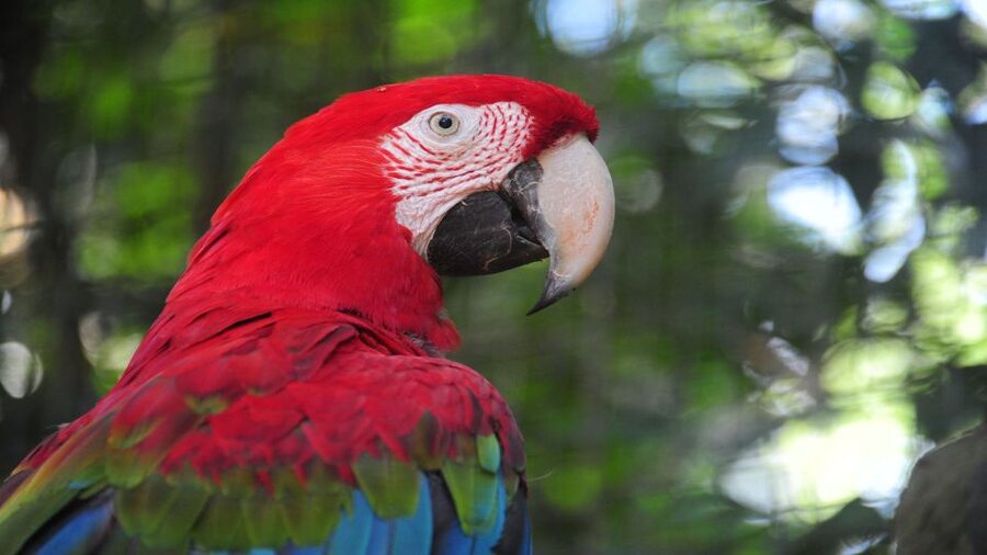 Foz do Iguaçu: Brazilian Side of the Falls + Bird Park - Devil’s Throat and the biggest views