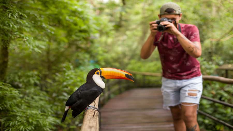 Foz do Iguaçu: Brazilian Side of the Falls + Bird Park - What the $50 price really covers