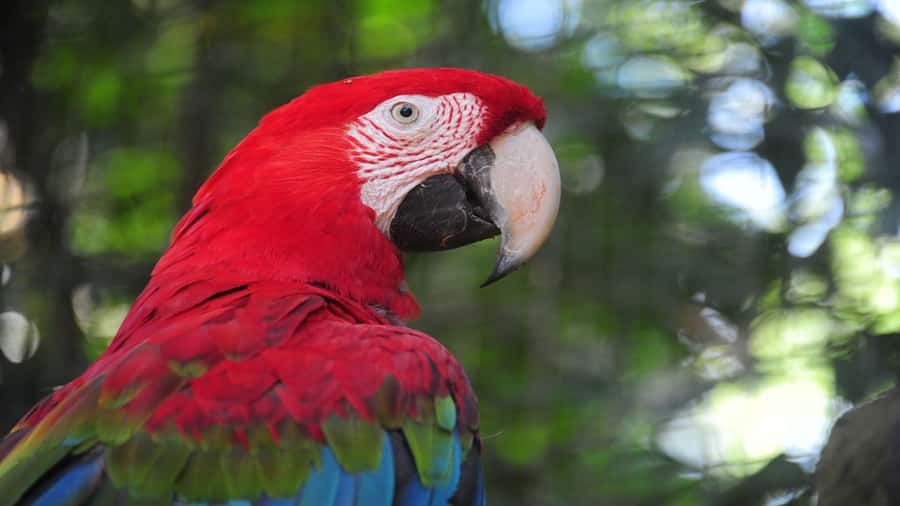 Foz do Iguaçu: Brazilian Side of the Falls + Bird Park - How to plan your six hours