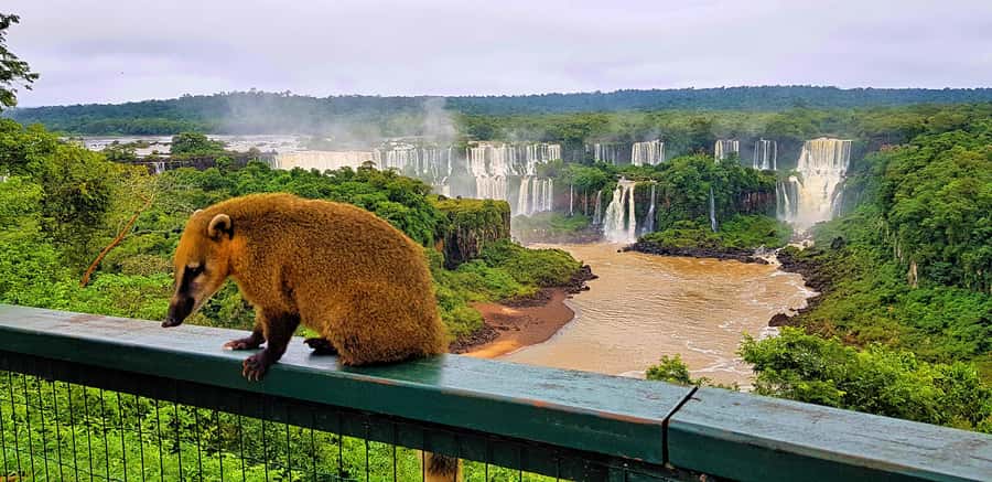 From Foz do Iguaçu: Brazilian Side of the Falls with Ticket - The Chocolate Caseiro stop before the falls