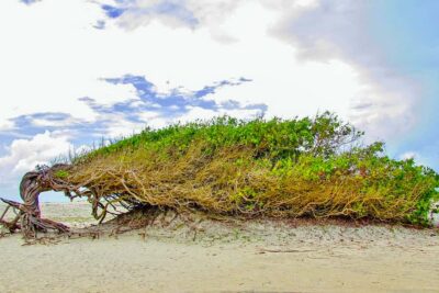 Preá Beach and Paradise Lagoon Tour