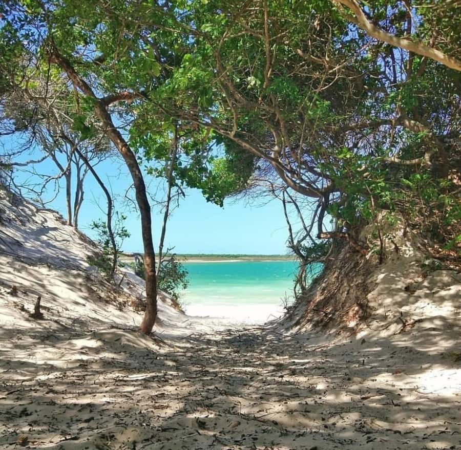From Jericoacoara: Preá Beach and Paradise Lagoon Tour - What the transport is really worth