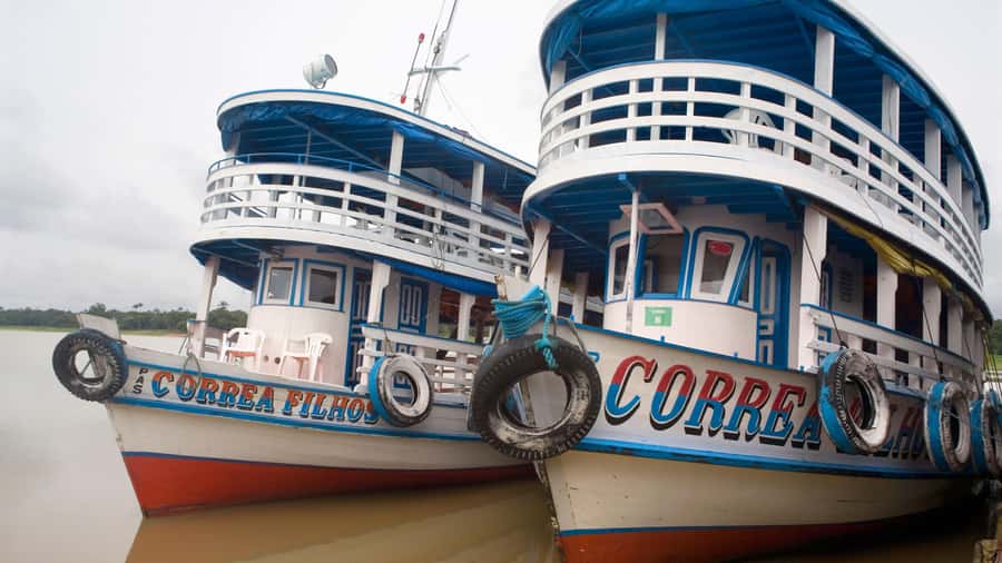 From Manaus: 3 or 4-Day Rio Negro & Anavilhanas River Cruise - Day 1: Janauri trees, water lilies, and dolphins