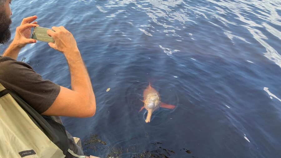 From Manaus: Negro River Half-Day Trip - The pink dolphin encounter and its limits