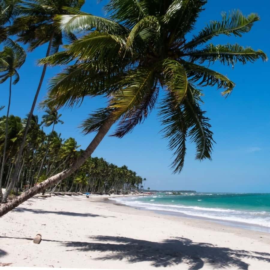 From Recife : Carneiros Beach - Why Carneiros makes a worthwhile day from Recife