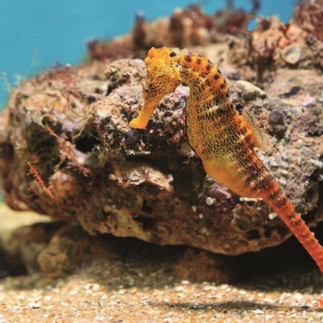 From Recife : Tour for Porto de Galinhas - Optional buggy trips along four beaches