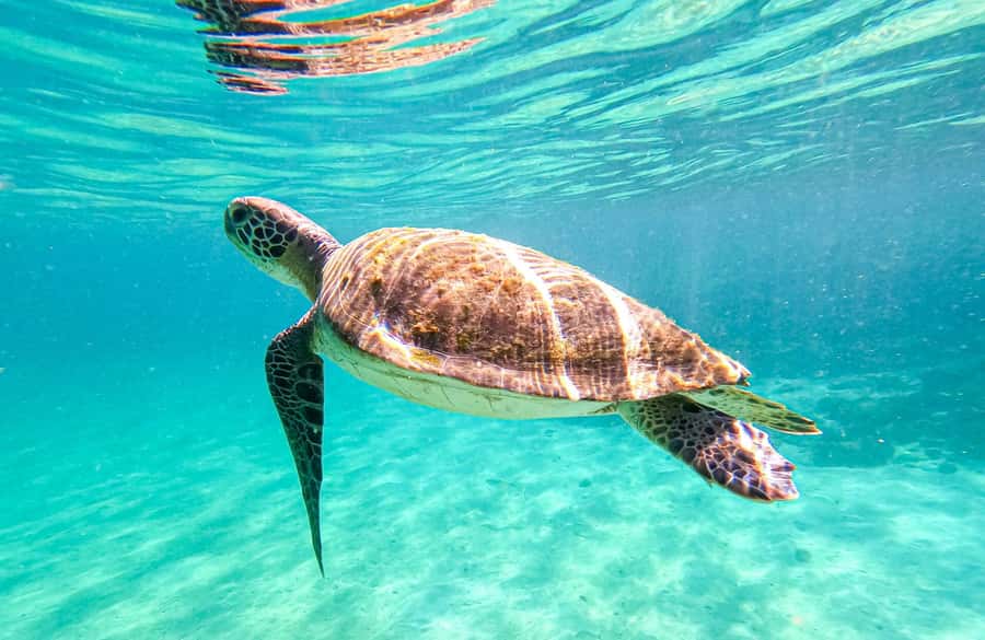From Rio de Janeiro: Angra dos Reis & Ilha Grande Day Tour - Why this day trip works from Rio