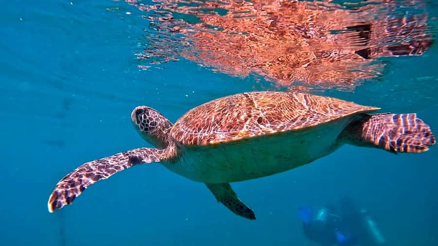from Rio de Janeiro: Diving in Buzios - Forty-five minutes under the surface