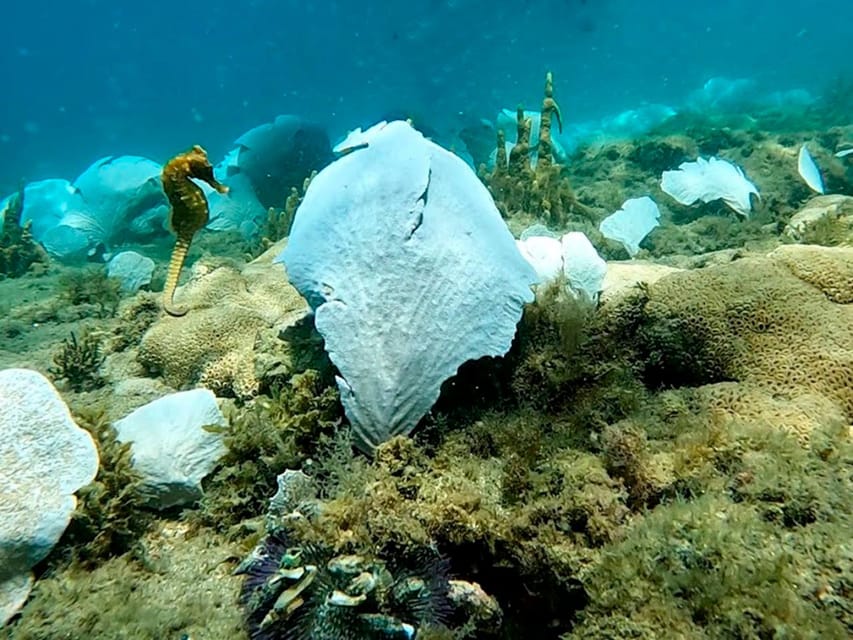 from Rio de Janeiro: Diving in Buzios - FAQ