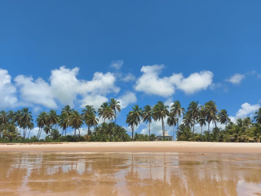 From Salvador: Praia do Forte & Guarajuba Beach Daytrip - What to bring and how to prepare