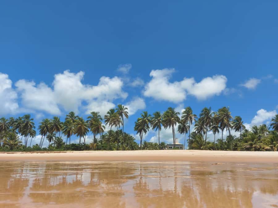 From Salvador: Praia do Forte & Guarajuba Beach Daytrip - What the small group changes