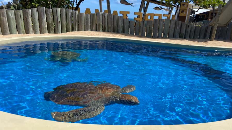 From Salvador: Praia do Forte & Guarajuba Beach Daytrip - Is $160 per person a fair price?